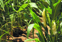 Record maize crop expected for Brazil in 2018/2019 season