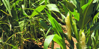 Record maize crop expected for Brazil in 2018/2019 season