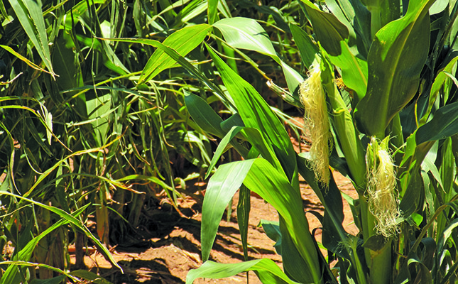 Record maize crop expected for Brazil in 2018/2019 season