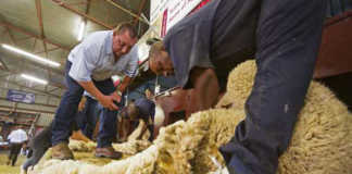 Shearers sharpen their blades to secure a spot in SA team