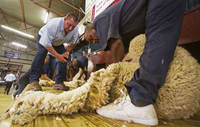 Shearers sharpen their blades to secure a spot in SA team Shearers sharpen their blades to secure a spot in SA team