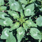 Emergency eradication plan for Palmer amaranth weed