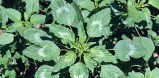 Emergency eradication plan for Palmer amaranth weed