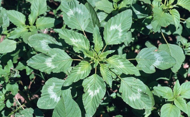 Emergency eradication plan for Palmer amaranth weed