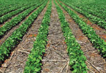 Residues from harvested crops