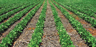 Residues from harvested crops