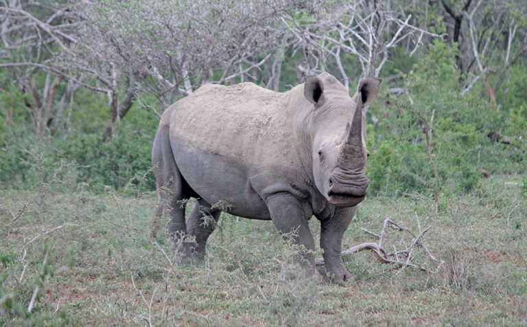Hong Kong customs seizes 83kg of SA rhino horn
