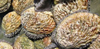 ‘Fighting a losing battle in R859 million illegal abalone trade’