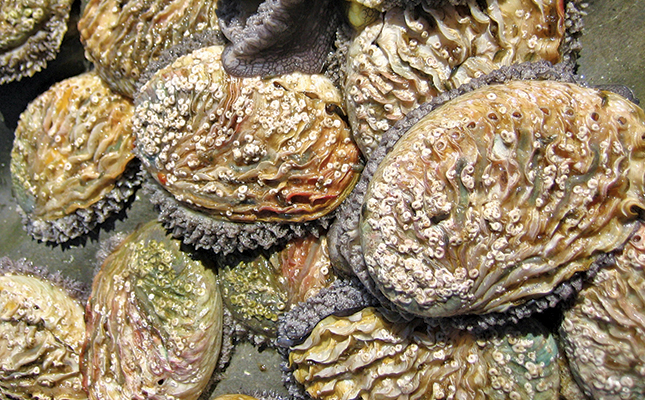 ‘Fighting a losing battle in R859 million illegal abalone trade’