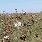Small-scale cotton farming