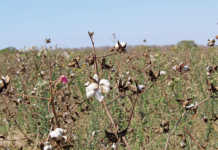 Small-scale cotton farming
