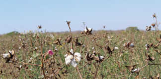 Small-scale cotton farming