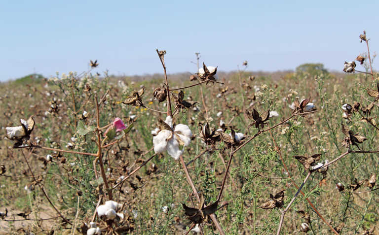 Small-scale cotton farming can create prosperity