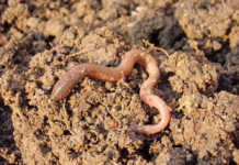 Keep earthworms to improve soil quality