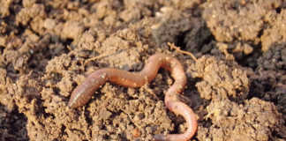Keep earthworms to improve soil quality