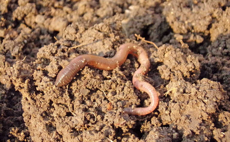 Keep earthworms to improve soil quality