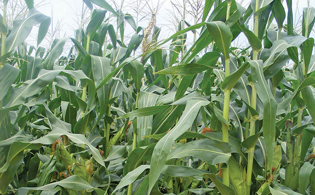 Paving the way for GM crop production in Africa