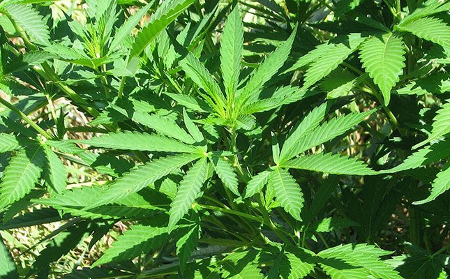 First marijuana farming contracts awarded in Germany First marijuana farming contracts awarded in Germany
