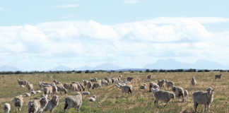 Merino sheep