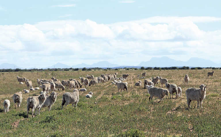 Merino sheep: sacrificing size for superior wool Merino sheep: sacrificing size for superior wool