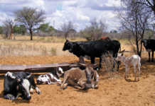 Grass-fed beef: the trend that favours communal farmers