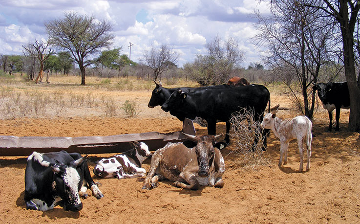 Grass-fed beef: the trend that favours communal farmers