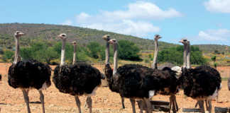 Ostriches