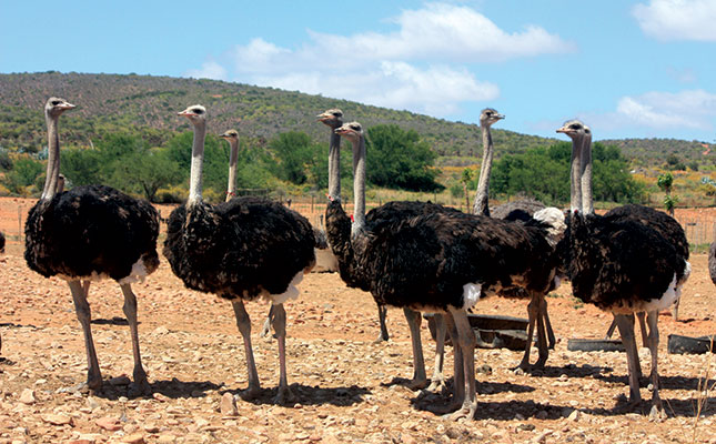 EU lifts import ban on SA ostrich meat