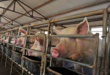 200 million pigs could die in China due to swine fever