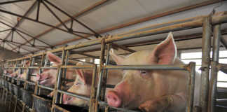 200 million pigs could die in China due to swine fever