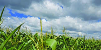 Recent rainfall expected to aid summer grain production