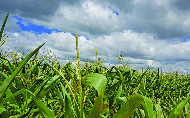 Recent rainfall expected to aid summer grain production Recent rainfall expected to aid summer grain production