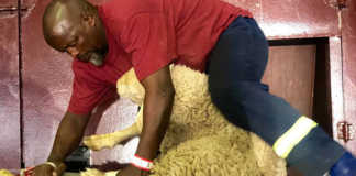 Upset in SA national sheep shearing championship