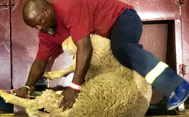 Upset in SA national sheep shearing championship