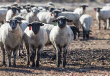 Sheep in a pasture