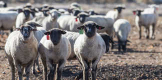 Sheep in a pasture