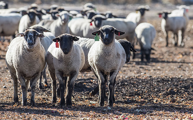 New vaccination technology for sheep and goat flocks