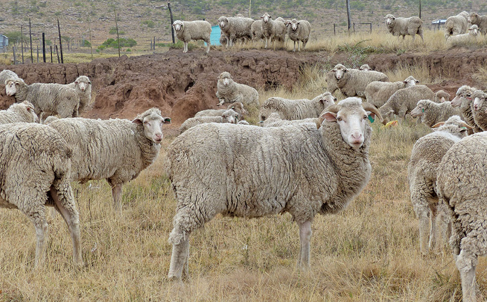 Treating internal parasites in sheep