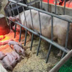 pig farming