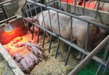 pig farming