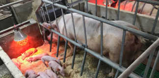 pig farming