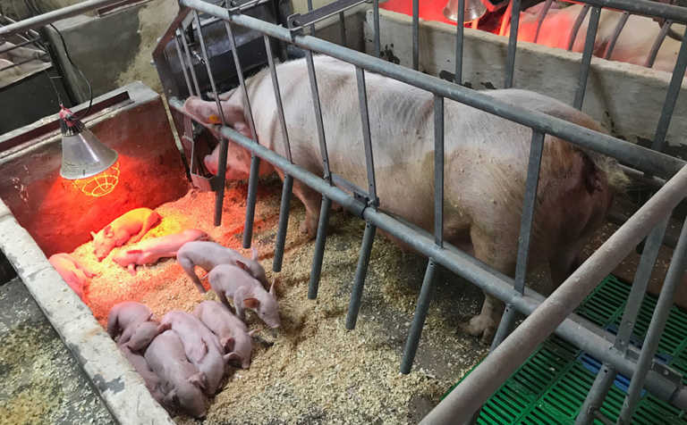 Emerging pig farmer’s commitment to learning pays off