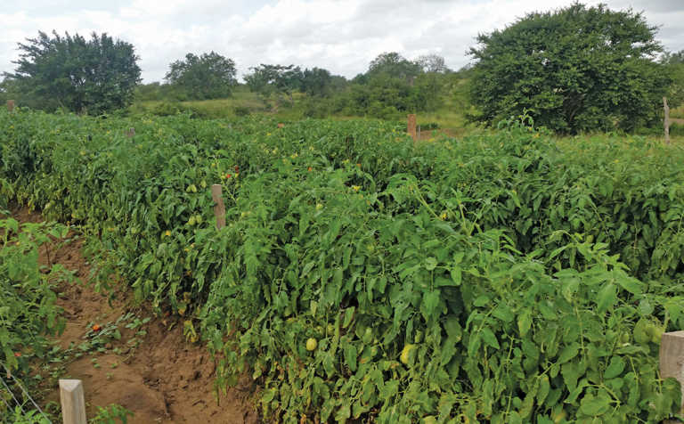 Accessing Africa’s food markets: Insights from three experts Accessing Africa’s food markets: Insights from three experts