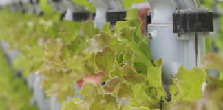 New association for vertical farmers in Africa