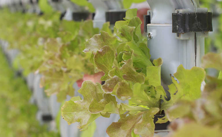 New association for vertical farmers in Africa New association for vertical farmers in Africa