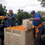 Late navel oranges being harvested