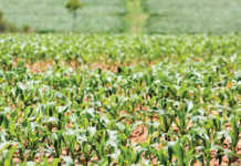 Zimbabwe to compensate white commercial farmers
