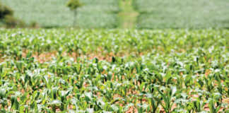 Zimbabwe to compensate white commercial farmers