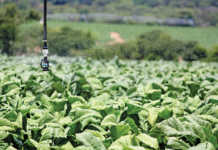 Zimbabwean farmers claim R1,9 billion from SA government