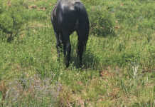 A horse grazing in a paddock with an abundance of nitrate-loving weeds.